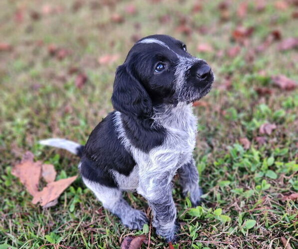 Medium Photo #1 German Shorthaired Pointer-Goldendoodle Mix Puppy For Sale in WILLACOOCHEE, GA, USA