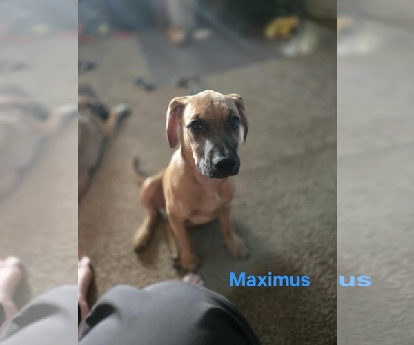 Medium Photo #1 Mutt Puppy For Sale in Waterloo, IA, USA