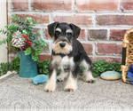 Small #1 Schnauzer (Miniature)