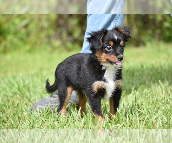Medium Photo #3 Miniature American Shepherd Puppy For Sale in PALM COAST, FL, USA