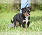 Small #2 Miniature American Shepherd
