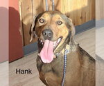 Small #2 Labrador Retriever Mix