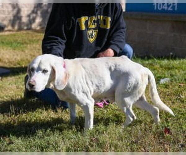 Medium Photo #8 Mutt Puppy For Sale in Glen Allen, VA, USA