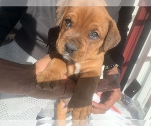 Boxweiler Puppy for sale in CLOVERLY, MD, USA