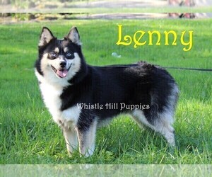 Father of the Pomsky puppies born on 11/08/2020