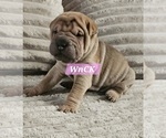 Puppy Ravioli Chinese Shar-Pei