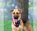 Small #2 German Shepherd Dog Mix