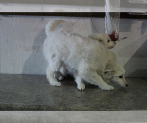 American Eskimo Dog Puppy for sale in EVART, MI, USA