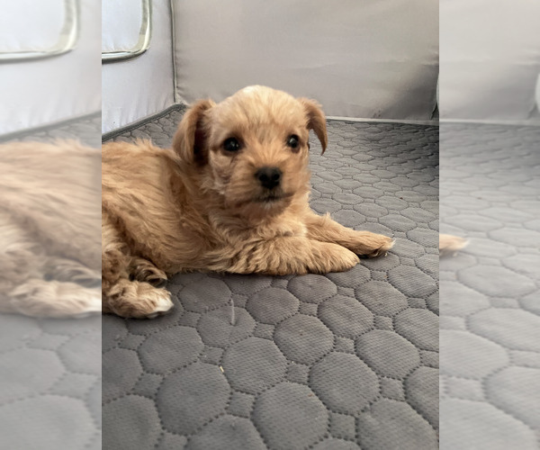 Medium Photo #12 Yorkshire Terrier Puppy For Sale in MABLETON, GA, USA
