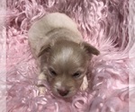 Small #5 Chihuahua