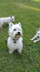 Father of the West Highland White Terrier puppies born on 03/07/2017
