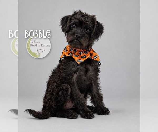 Medium Photo #1 Pug-A-Poo Puppy For Sale in Benton, LA, USA