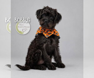 Pug-A-Poo Dogs for adoption in Benton, LA, USA