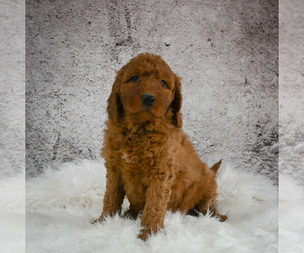 Medium Photo #3 Goldendoodle (Miniature) Puppy For Sale in ITASCA, TX, USA