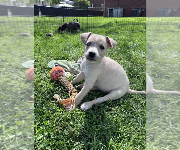 Medium Photo #4 Siberian Husky-Unknown Mix Puppy For Sale in Springdale, PA, USA