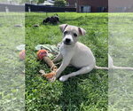 Small #3 Siberian Husky Mix