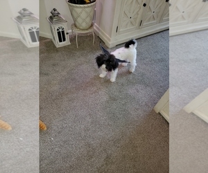 Shih Tzu Puppy for sale in SHELBY TOWNSHIP, MI, USA