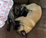 Small #3 Pug