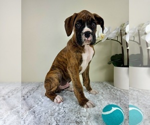 Boxer Puppy for sale in GREENFIELD, IN, USA