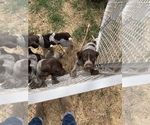 Small Photo #19 German Shorthaired Pointer Puppy For Sale in PLAINVIEW, TX, USA