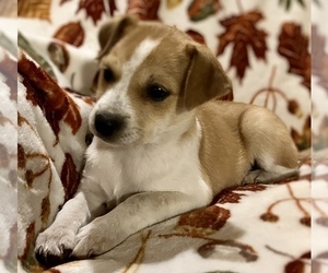 Jack Russell Terrier-Miniature Australian Shepherd Mix Puppy for sale in HILLSBORO, WI, USA