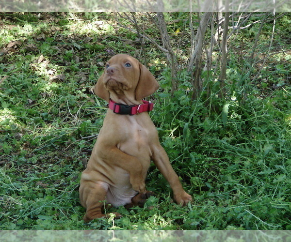 Medium Photo #6 Vizsla Puppy For Sale in AMORITA, OK, USA