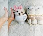 Small #12 Maltese