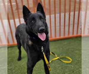 Mutt Dogs for adoption in Las Vegas, NV, USA