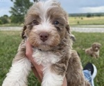 Puppy Puppy 4 Miniature Bernedoodle