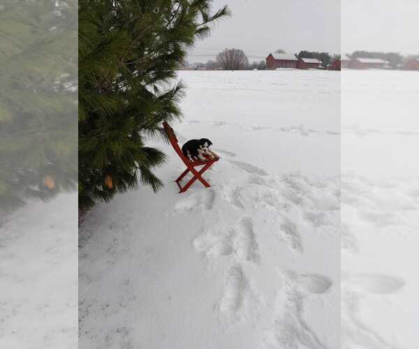 Medium Photo #3 Siberian Husky Puppy For Sale in AUBURN, NY, USA