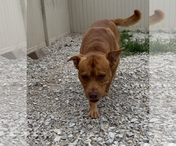 Medium Photo #3 American Pit Bull Terrier-Unknown Mix Puppy For Sale in Corning, AR, USA