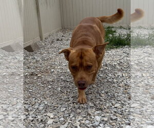 American Pit Bull Terrier-Unknown Mix Dogs for adoption in Corning, AR, USA