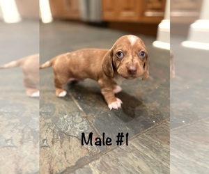 Dachshund Puppy for Sale in WILLIAMSBURG, Virginia USA