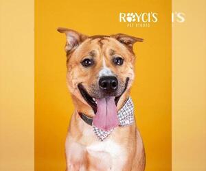 Chow Chow-Siberian Husky Mix Dogs for adoption in West Valley, UT, USA