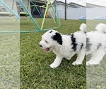 Small #9 Miniature Bernedoodle