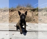 Small Photo #18 Belgian Malinois Puppy For Sale in SAN DIEGO, CA, USA