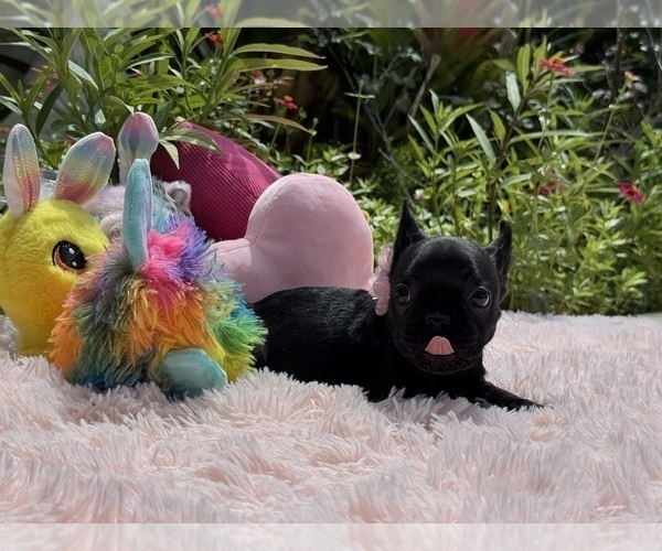 Medium Photo #21 French Bulldog Puppy For Sale in LEHIGH ACRES, FL, USA