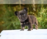 Small #2 French Bulldog