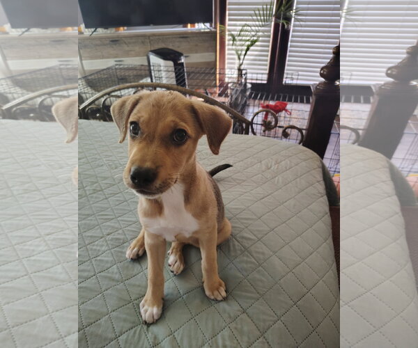 Medium Photo #8 Beagle-Unknown Mix Puppy For Sale in Escondido, CA, USA