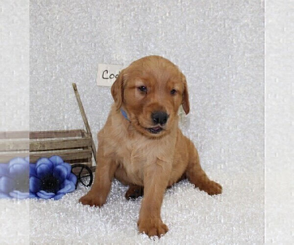 Medium Photo #5 Golden Retriever Puppy For Sale in STANLEY, WI, USA