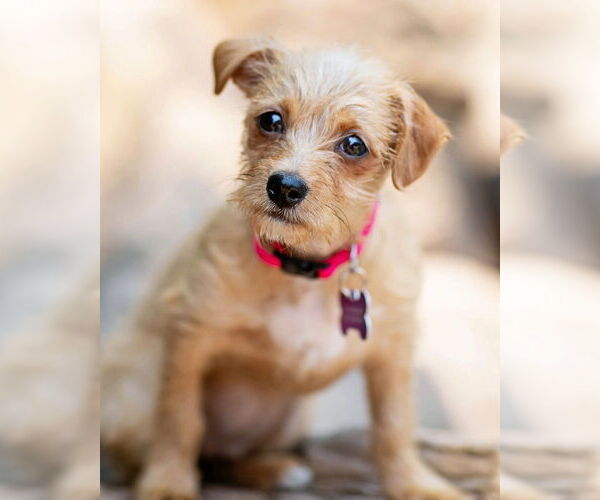 Medium Photo #5 Mutt Puppy For Sale in Corona, CA, USA