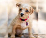 Small #4 Mutt