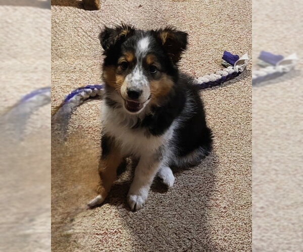Medium Photo #2 Australian Shepherd-Unknown Mix Puppy For Sale in Genesee, WI, USA