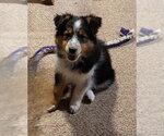 Small #1 Australian Shepherd Mix