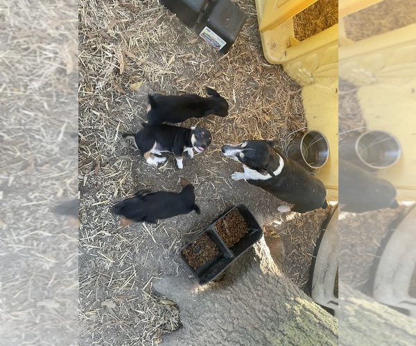 Medium Photo #5 Rat Terrier Puppy For Sale in WHITAKERS, NC, USA