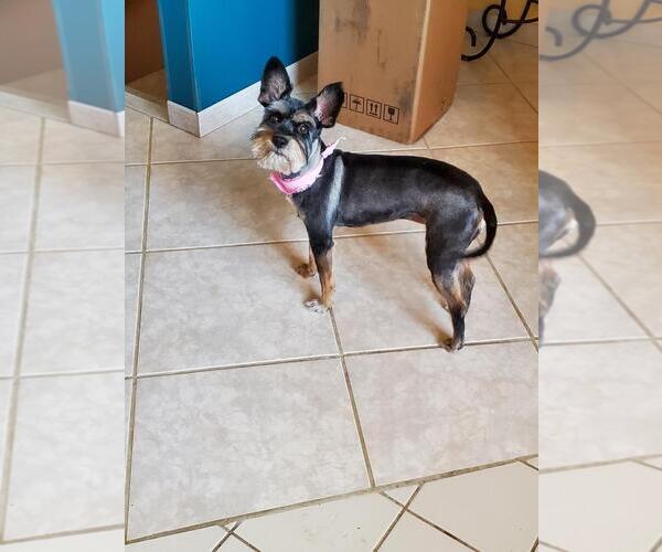 Medium Photo #2 Mutt Puppy For Sale in Miami, FL, USA