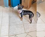 Small #1 Mutt