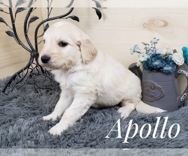 Medium Photo #3 Goldendoodle Puppy For Sale in CEDAR GAP, MO, USA