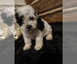 Small Photo #6 Poodle (Miniature) Puppy For Sale in BARNETT, MO, USA