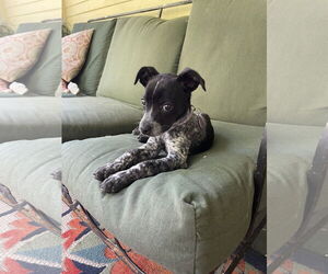Mutt Dogs for adoption in Garden City, NY, USA
